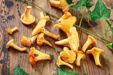 Canvas Print - Cantharellus cibarius, commonly known as the chanterelle, golden chanterelle or girolle.