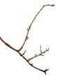 © Юлия Буракова - Dry pear branch with cracked bark on an isolated white background