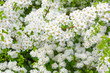 © Fordvika - Spring floral background, white flowers of pear, blooming garden, gardening. Space for text. Copy space.