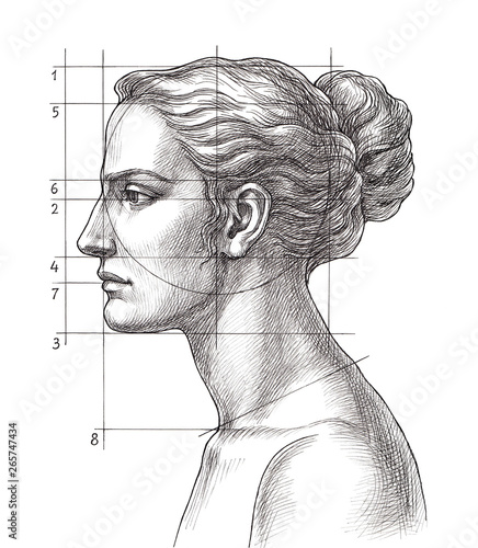 Fotomural Hand drawn educational illustration, woman's head proportions.