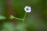 Fototapeta Dmuchawce - White tiny wild daisy flowers spring season