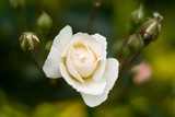 Fototapeta Dmuchawce - White rose blooms spring season