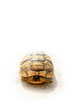© stdemiriz - Hiding turtle on white background.