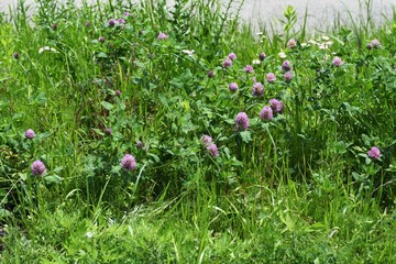 Poster - Red clover flowers