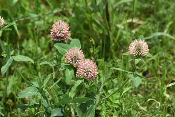 Poster - Red clover flowers