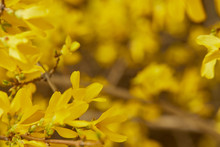 Close Up Of Yellow Blossoming Flowers On Tree Branches