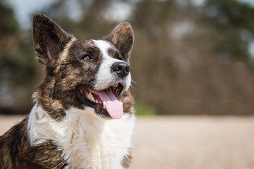 Wall Mural - Cardigan Welsh Corgi portrait