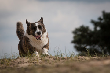 Wall Mural - Cardigan Welsh Corgi running