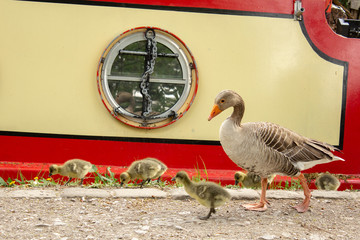 A female Canada goose with young chicks foraging for food along the canalside