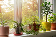 potted indoor plants on sunny home windowsill