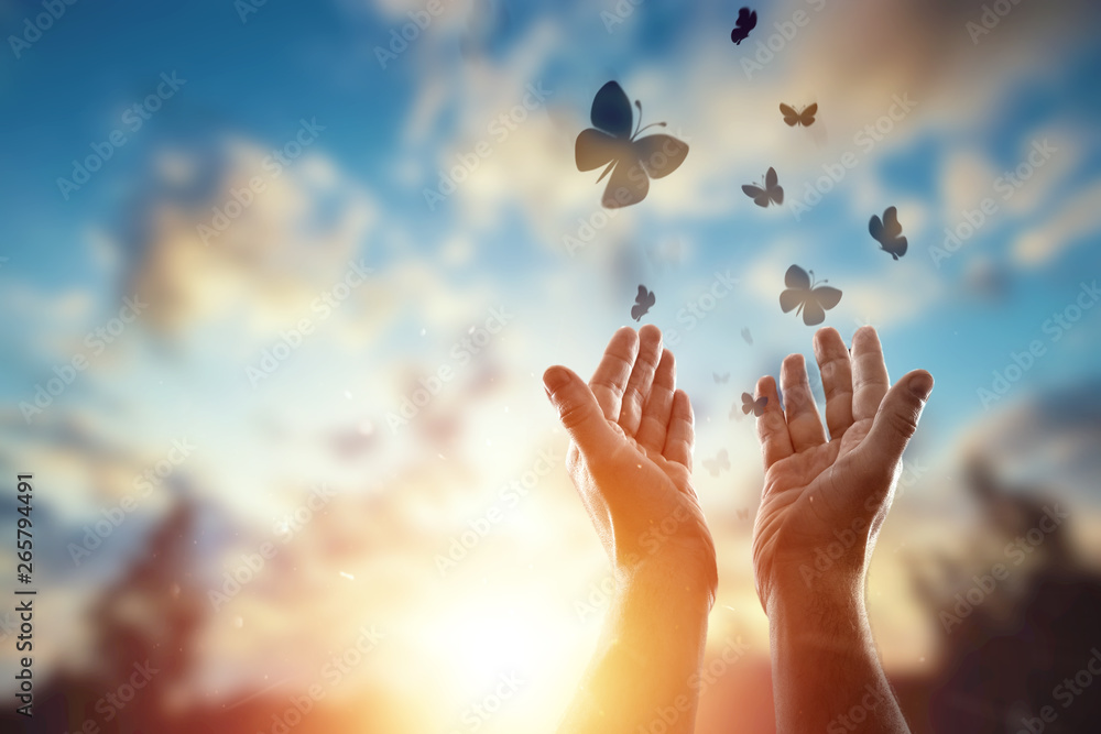 Hands close up on the background of a beautiful sunset, a flock of butterflies flies, enjoying nature. The concept of hope, faith, religion, a symbol of hope and freedom. - obrazy, fototapety, plakaty 