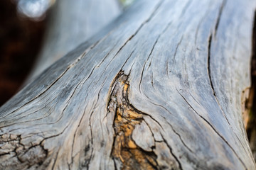 trunk of a tree