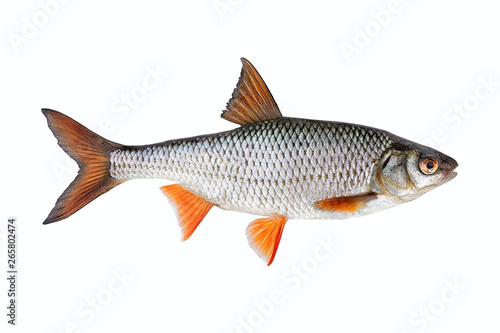 Roach (Rutilus rutilus), also known as common roach isolated on a white background – kaufen Sie dieses Foto und finden Sie ähnliche Bilder auf Adobe Stock | Adobe Stock