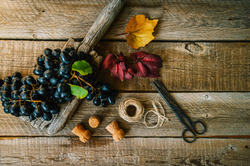 Wall Mural - Grapes harvest. Vintage wooden board with freshly harvested black grapes in autumn harvest. Ripe grapes in fall. Selective focus. Top view. Copy space.