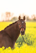 Brandenburger Wallach Warmblut Pferd im Rapsfeld nobel und imposant eingeflochten eingenäht Turnierpferd