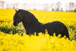 Schwarze Pferde im Raps Friesenhengst Rassepferd holländische Schönheit im Feld