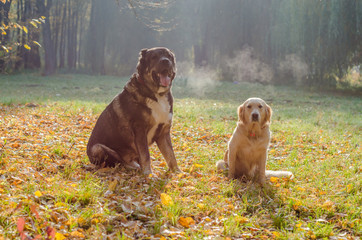 Wall Mural - Dogs breed Golden Retriever and Caucasian Shepherd on a walk in the park