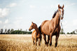 Pferde Fohlen auf einem Feld Warmblutstute mit Fohlen bei Fuss auf einem schönen Stoppelfeld im Spätsommer mit wunderschöner Blesse