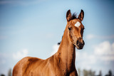 Fototapeta Konie - Pferd hübsches Fohlen im Sommer und blauem Himmel