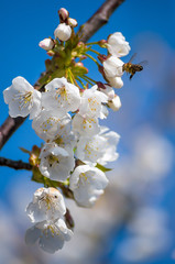 Fotomurales - Bee collects nectar from flowering cherries in the spring. Flowers of cherry against the background of blue spring sky. White flowers blooming on branch.