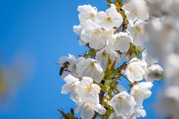 Fotomurales - Bee collects nectar from flowering cherries in the spring. Flowers of cherry against the background of blue spring sky. White flowers blooming on branch.