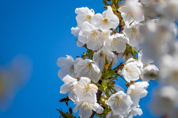 Fotomurales - Flowering cherries in the spring. Flowers of cherry against the background of blue spring sky. White flowers blooming on branch.