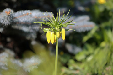 Fritillaria Imperialis is a perennial bulbous herb of the family Liliaceae. Spring blossom