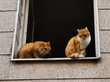 Zwei neugierige Katzen am Fenster 