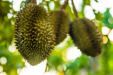 Fruits from Eastern Thailand.5