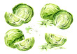Fresh cabbage set. Watercolor hand drawn illustration isolated on white background