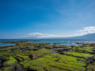 Beautiful shoreline scenery of Fernandina Island, Galapagos, Ecuador