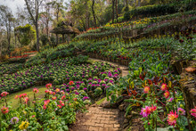 Idyllic Garden On Doi Tung Mountain, Chiang Rai Province, Thailand