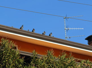 pigeons on a roof rest