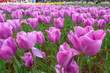Purple alibi tulips in full bloom