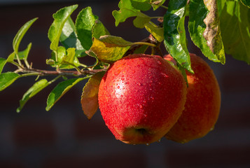 Harvesting apples in garden, autumn harvest season in fruit orchards