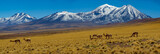 Fototapeta  - Vicugna vicugna cattle in Atacama high plateau with snow covered volcanoes
