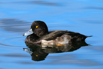 Wall Mural - A tufted duck (Aythya fuligula) male swimming on lake,  Taken in Cardiff, South Wales, UK