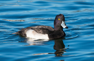 Wall Mural - A tufted duck (Aythya fuligula) male swimming on lake,  Taken in Cardiff, South Wales, UK