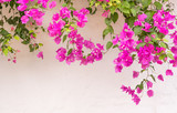 Fototapeta Krajobraz - summer greek bougainvillea flowers on white wall