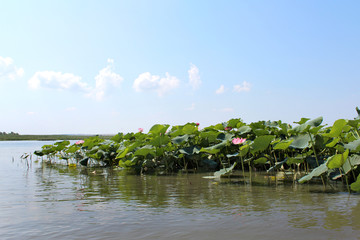 beautiful flowers lotuses