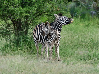 Wall Mural - zebra with its foal,Kruger national park,South Africa