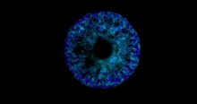 Closeup Of A Blue Eye Pupil, Iris Fire 3D Looping Animation