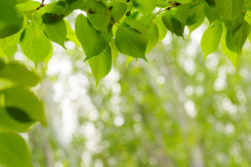 Wall Mural - Green leaves on green bokeh background, Natural green background