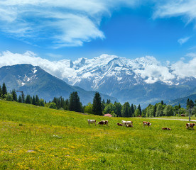 Herd cows on glade and Mont Blanc mountain massif (view from Plaine Joux outskirts)