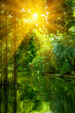 Fototapeta Las - The wild nature. Beautiful landscape of  tropical forest and river under shining sunlight.