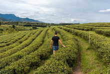 Man Looking A Scenic View Of A Tea Crops In A Farm In Chiang Rai, Thai