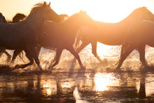 White Wild Horses Of Camargue Running On Water, Aigues Mortes, Southern France