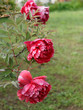 Paeonia suffruticosa - Superbe floraison de pivoine arbustive ou pivoine arborescente aux grosses fleurs de couleur rouge
