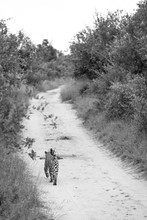 A Leopard, Panthera Pardus, Walks Away On A Road Track, Bushes On Either Side, Black And White Image
,Londolozi Game Reserve