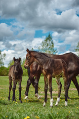 Young horses on the pasture